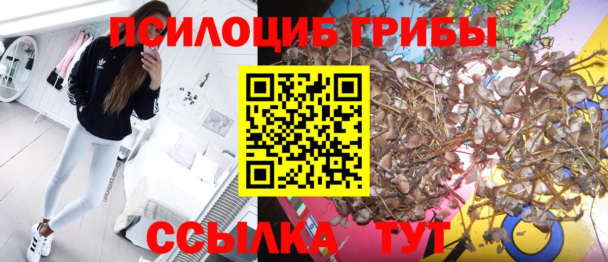 купить наркотики сайты  Псилоцибиновые грибы ЛСД  Каспийск  Вход с VPN  Псилоцибиновые грибы Cubensis 